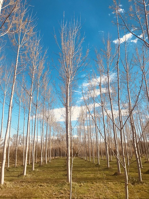 代理未对准：揭示自动AI系统的风险
